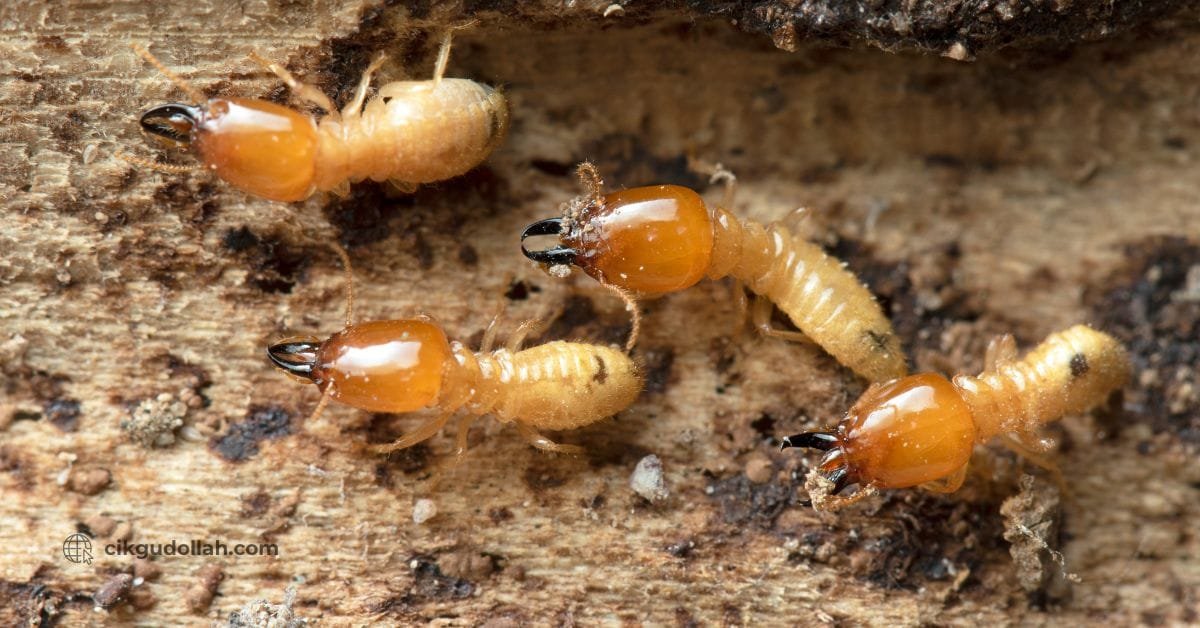 Kisah Anai-Anai – Cerita dan Fakta Menarik Yang Jarang Diketahui