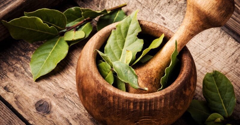 5 Fakta Daun Salam yang Anda Perlu Tahu