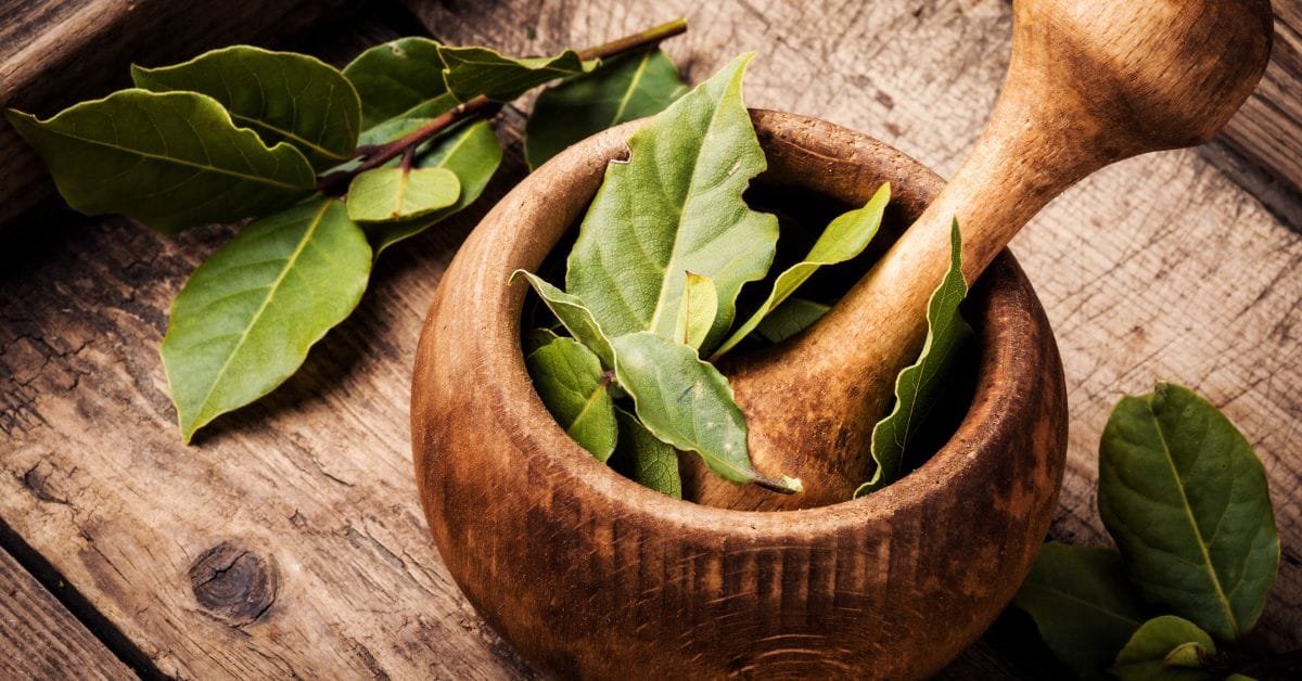 5 Fakta Daun Salam yang Anda Perlu Tahu