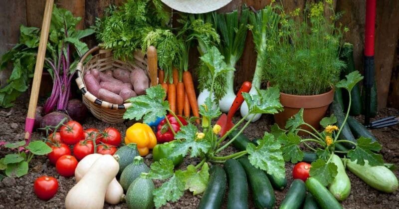 Kepentingan Sektor Pertanian