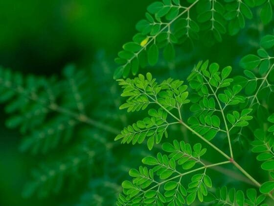 Khasiat Moringa